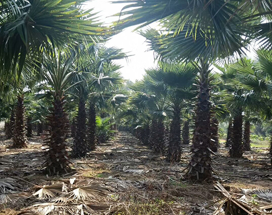  棕榈叶片的生长发育特性-海南悦民棕榈苗圃(图1)