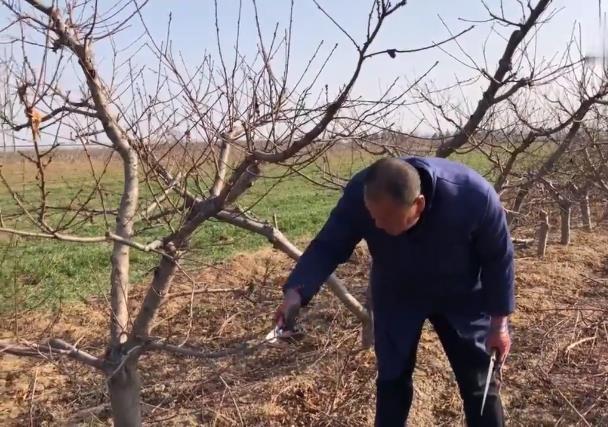 行道树的修剪养护与虫害防治(图2)