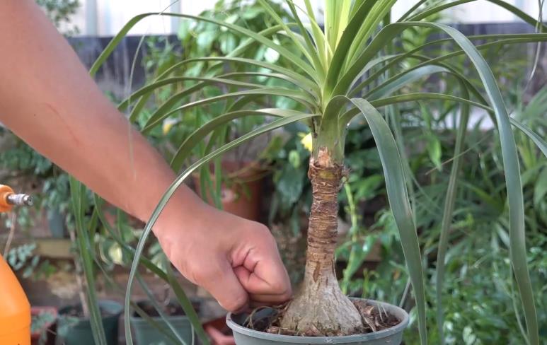 室内常见盆栽植物_酒瓶兰