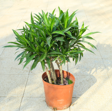 室内耐阴植物—百合竹