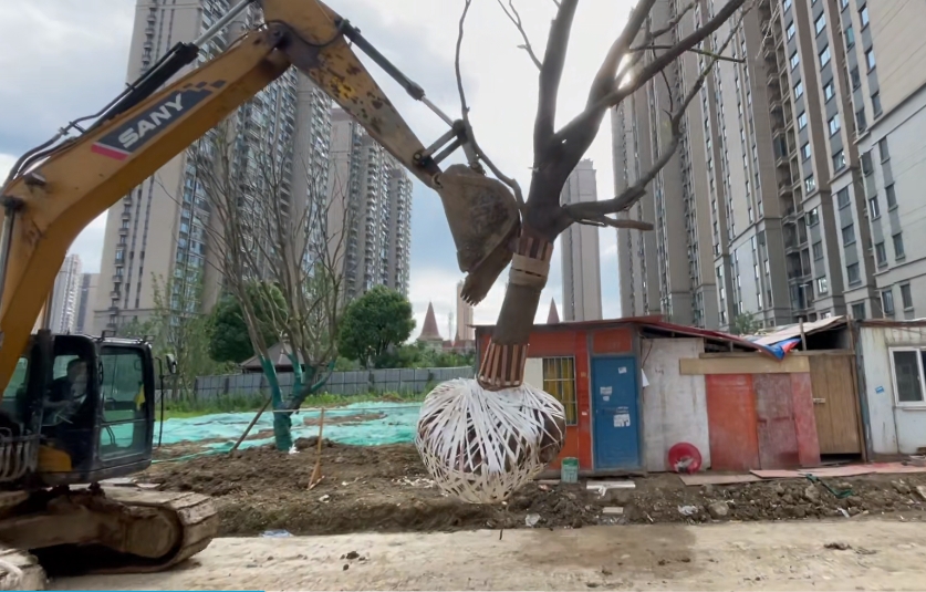绿化苗木吊装注意事项   