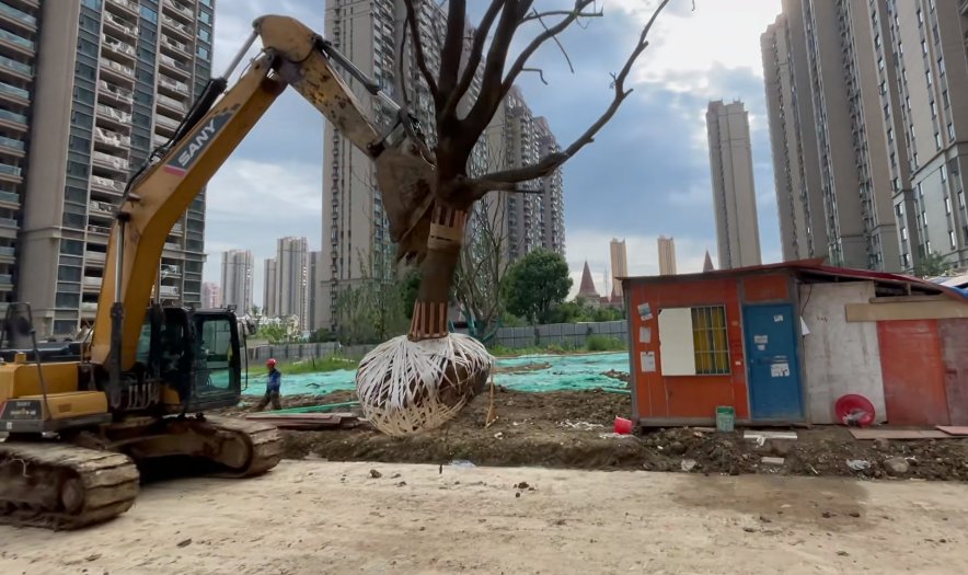 绿化苗木吊装注意事项   