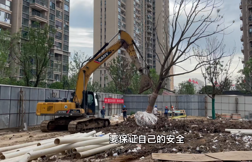 大树移植