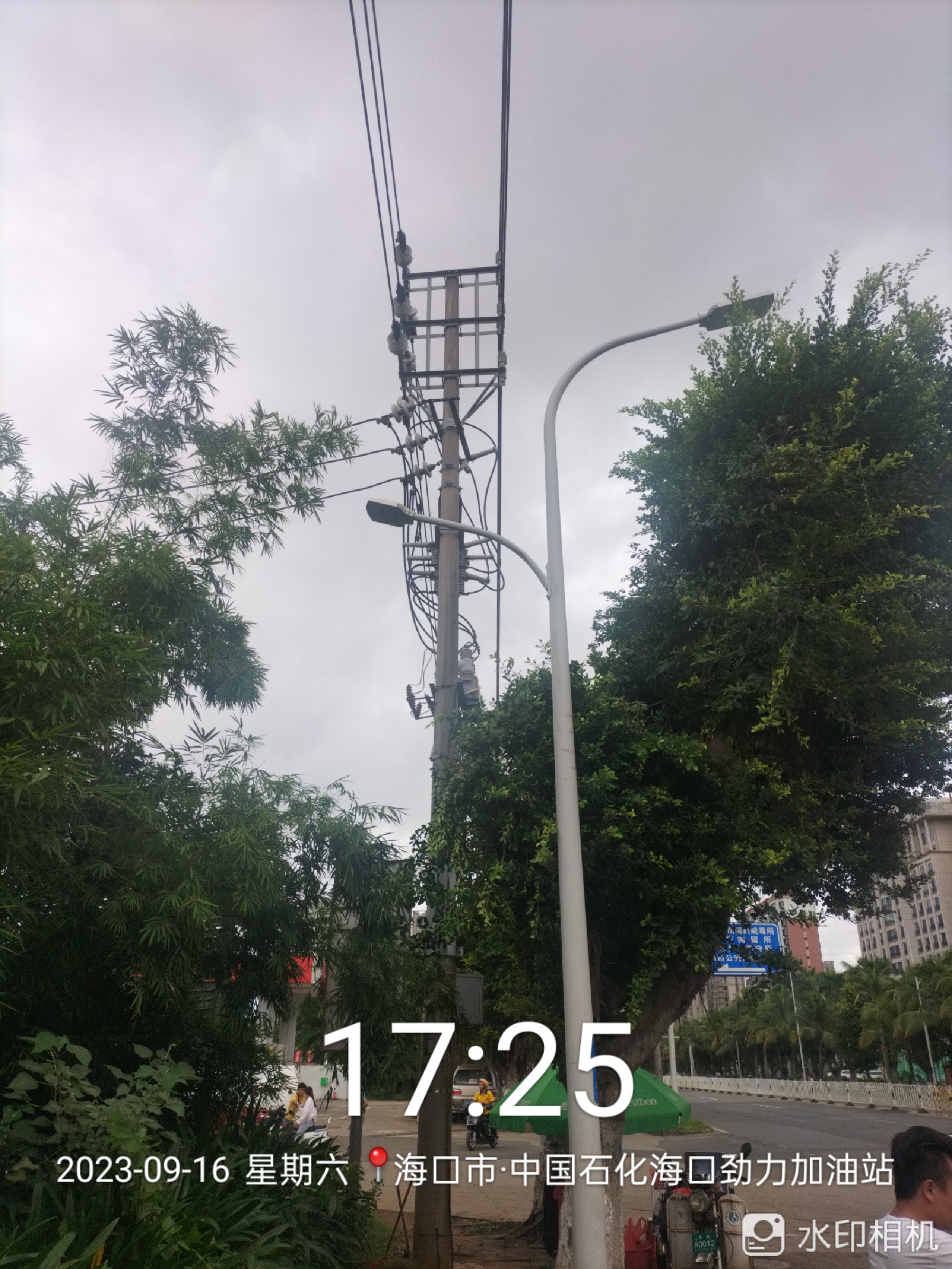 小叶榕的修剪技巧