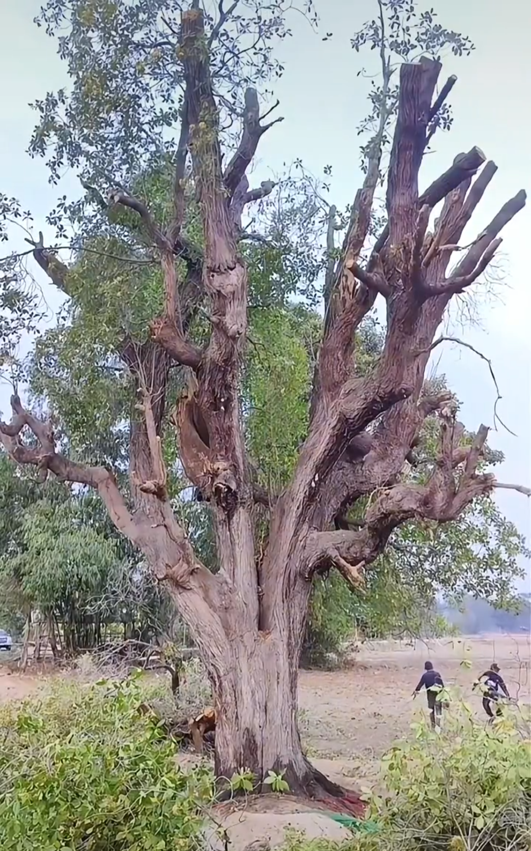 百年大树移植前修剪操作清单