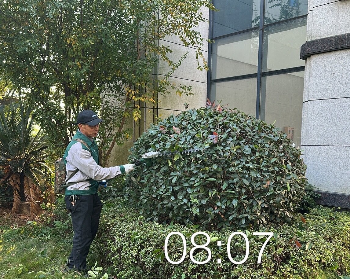 球形植物修剪 球形植物修剪