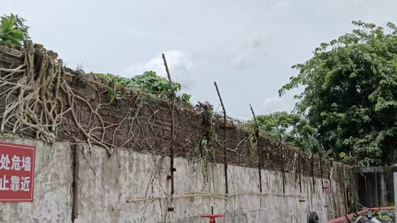 被榕树根系侵蚀的危墙 被榕树根系侵蚀的危墙