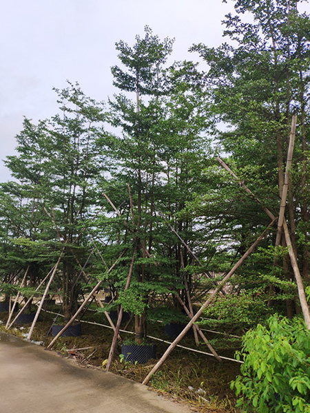 绿化苗木行道树小叶榄仁应该如何养护-海南悦民苗木(图3) 绿化苗木行道树小叶榄仁应该如何养护-海南悦民苗木(图3)