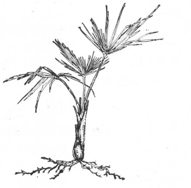   棕榈的造林技术-海南悦民棕榈苗木基地(图1)