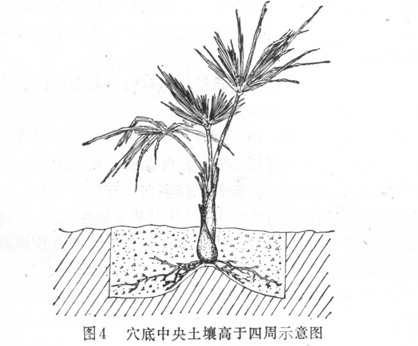   棕榈的造林技术-海南悦民棕榈苗木基地(图2)