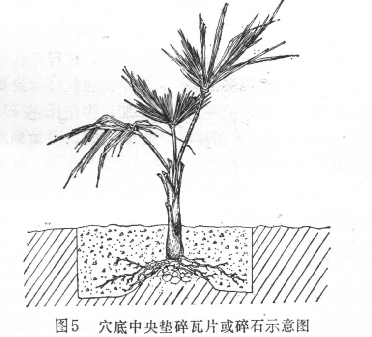   棕榈的造林技术-海南悦民棕榈苗木基地(图3)