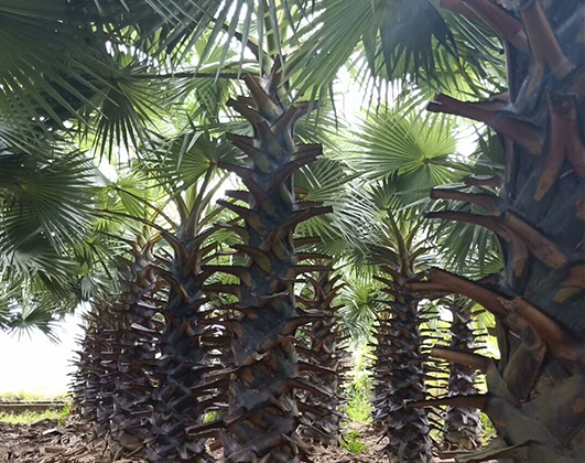  棕榈树种子的采种和育苗-海南悦民棕榈苗圃(图1)