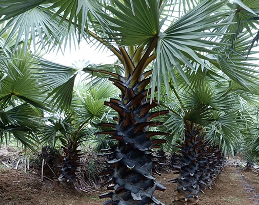  棕榈树种子的采种和育苗-海南悦民棕榈苗圃(图2)