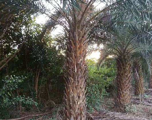  棕榈树种子的采种和育苗-海南悦民棕榈苗圃(图3)