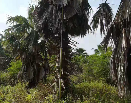 园林苗木棕榈树_树干的生长发育特性-海南悦民棕榈苗圃(图2)