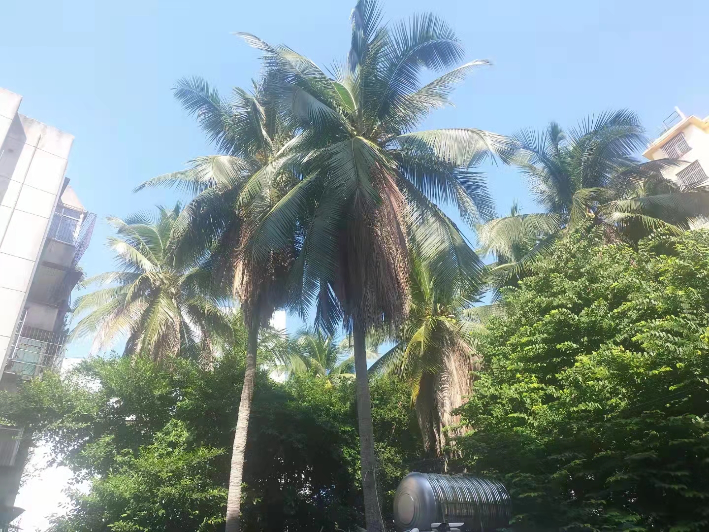 椰子树木高空修剪养护案例